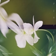 画像：【CDシングル】ひとりごと