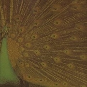 アリス III