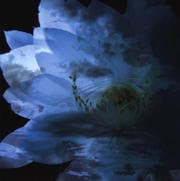 LUNA SEA OFFICIAL MEMORIAL COVER ALBUM -Re:birth-