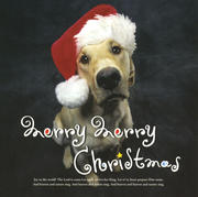 Merry Merry Christmas