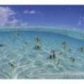 四季を彩るクラシック(3)〜あざやかクラシック 初夏