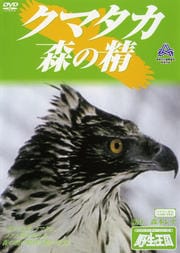 クマタカ 森の精