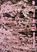 virtual trip さくら −第二章−