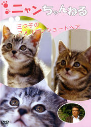 ˥ͤ ĻҤΥꥫ󥷥硼ȥإ