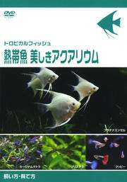 トロピカルフィッシュ 熱帯魚 美しきアクアリウム 飼い方・育て方