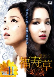 福寿草 Vol.11