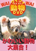 磻磻ưʪDVD 襤ưʪ罸硪